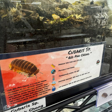 Cubaris Sp. Red Pak Chong Isopod Bin Label